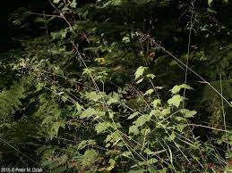 Attēlu rezultāti vaicājumam “Milium effusum leaf”