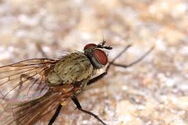 Attēlu rezultāti vaicājumam “Brachycera”