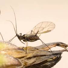 Attēlu rezultāti vaicājumam “Uroleucon hypochoeridis”