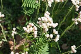 Attēlu rezultāti vaicājumam “Antennaria dioica female flower”
