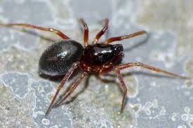 Attēlu rezultāti vaicājumam “Arachnida”