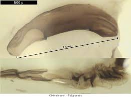 Attēlu rezultāti vaicājumam “Clivina fossor”