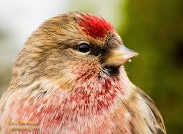 Attēlu rezultāti vaicājumam “Carduelis flammea”