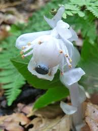 Image result for ギンリョウソウ