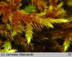 Attēlu rezultāti vaicājumam “Leucodon sciuroides”