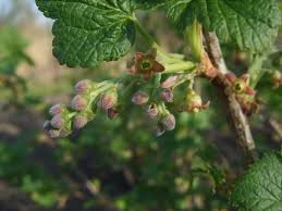 Attēlu rezultāti vaicājumam “Ribes nigrum flower”