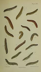 Attēlu rezultāti vaicājumam “Mythimna turca”