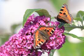 Image result for Small Tortoiseshell