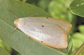 Attēlu rezultāti vaicājumam “Cybosia mesomella”