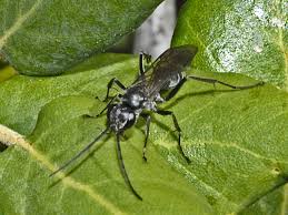 Attēlu rezultāti vaicājumam “Pompilidae”