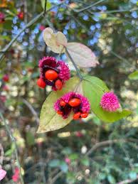 Attēlu rezultāti vaicājumam “Euonymus fruit”