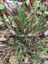 Attēlu rezultāti vaicājumam “Festuca gigantea”