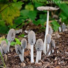 Attēlu rezultāti vaicājumam “Coprinus lagopus”