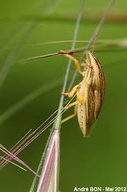 Attēlu rezultāti vaicājumam “Aelia acuminata”