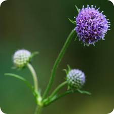 Image result for Succisa pratensis