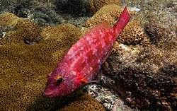 Image result for Sparisoma amplum