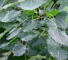 Attēlu rezultāti vaicājumam “Populus tremula leaf”