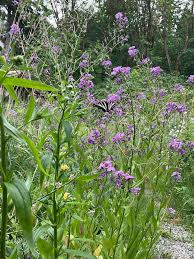 Attēlu rezultāti vaicājumam “Hesperis matronalis”