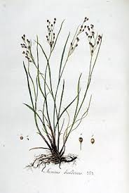 Attēlu rezultāti vaicājumam “Juncus bulbosus fruit”