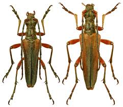 Attēlu rezultāti vaicājumam “Stenocorus meridianus”