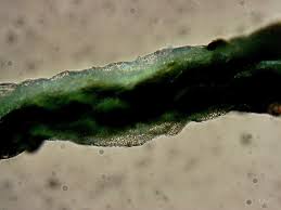 Attēlu rezultāti vaicājumam “Physarum murinum stalked”