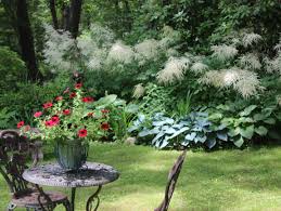 Image result for Aruncus dioicus