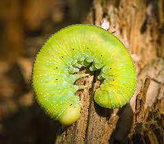 Attēlu rezultāti vaicājumam “Cimbex femoratus larva”