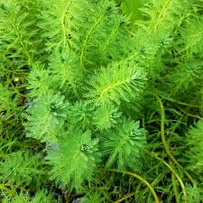 「粉綠狐尾藻」的圖片搜尋結果