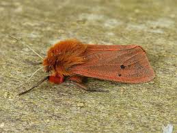 Attēlu rezultāti vaicājumam “Phragmatobia fuliginosa”