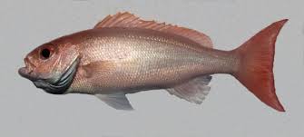 Image result for Rhomboplites aurorubens