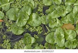 Attēlu rezultāti vaicājumam “Veronica beccabunga leaf”