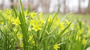 Attēlu rezultāti vaicājumam “Gagea lutea leaf”
