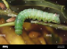 Attēlu rezultāti vaicājumam “Ptilodon capucina larva”