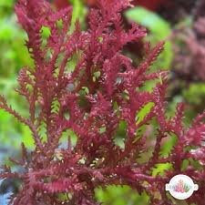 Attēlu rezultāti vaicājumam “Bryum funkii macro”