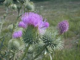 Attēlu rezultāti vaicājumam “Cirsium vulgare”