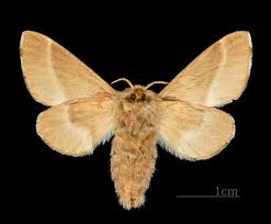 Attēlu rezultāti vaicājumam “Malacosoma castrensis male”