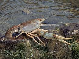 Attēlu rezultāti vaicājumam “Astacus leptodactylus”