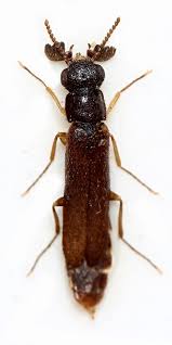 Attēlu rezultāti vaicājumam “Hylecoetus dermestoides male”