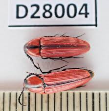 Attēlu rezultāti vaicājumam “Elateridae”