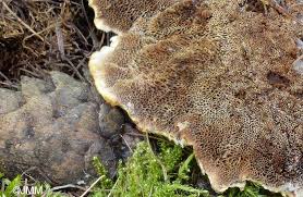 Attēlu rezultāti vaicājumam “Onnia tomentosa”