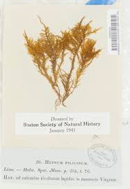 Attēlu rezultāti vaicājumam “Cratoneuron filicinum”