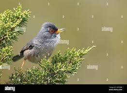 Image result for Sylvia sarda