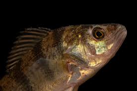 Image result for Perca flavescens