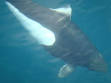 250px-Dall's_porpoise_Alaska_ ...