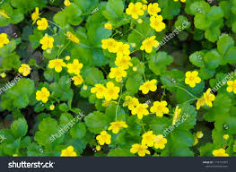 Attēlu rezultāti vaicājumam “Waldsteinia geoides flower”