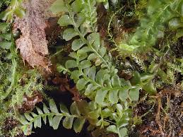 Attēlu rezultāti vaicājumam “Plagiochila porelloides”