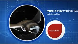 Image result for Mobula munkiana