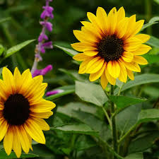 Image result for Sonnenblume