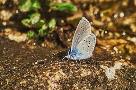 Attēlu rezultāti vaicājumam “Cyaniris semiargus male”