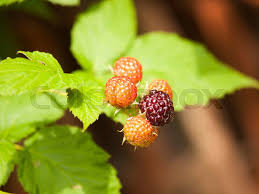Attēlu rezultāti vaicājumam “Rubus plicatus fruit”